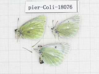 Butterfly.  Colias Sifanica Ssp.  China,  S Gansu,  Xiahe County.  1m2f.  18076.