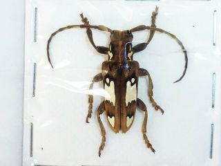 Very Rare Cerambycidae Mymocalothyrza Speyeri Female Cameroon