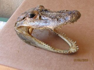 5 " Alligator Head Skull Taxidermy Real Teeth Jaw Reptile Swamp Gator