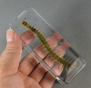 Real Insect Specimen Chilopod Centipede Centipede 110mm Polymer Resin Display