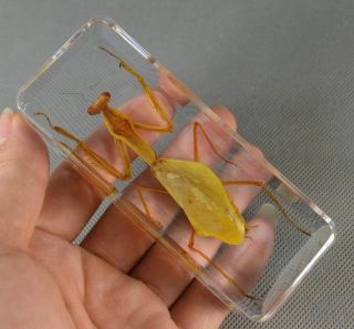 Real Insect Specimen Tenodera Aridifolia Mantis 110mm Polymer Resin Display Gift