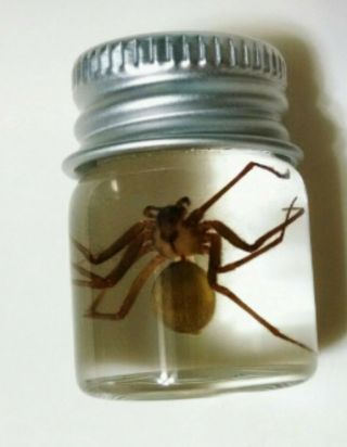 Real Venomous Brown Recluse Spider Specimen