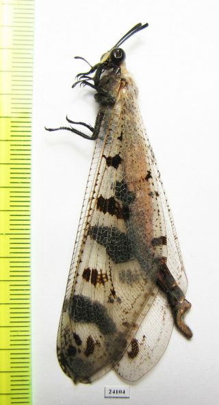 Neuroptera,  Myrmeleontidae Sp. ,  Oman