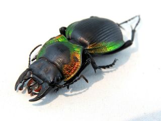 Mouhotia Planipennis Colorful Beetle Taxidermy Real Unmounted