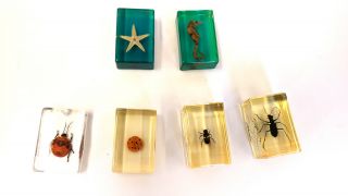 6 Piece Small Size Real Insect Paper Weight,  Real Bugs.