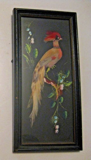Vintage Feathered Bird Framed In Glass Picture Very Old Collectible