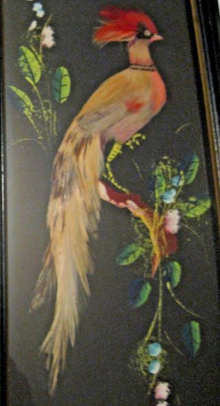 VINTAGE FEATHERED BIRD FRAMED IN GLASS PICTURE VERY OLD COLLECTIBLE 2