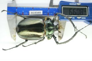 B19349 – Cheirotonus Jansoni Ps.  Beetles – Insects Ha Giang Vietnam 66mm