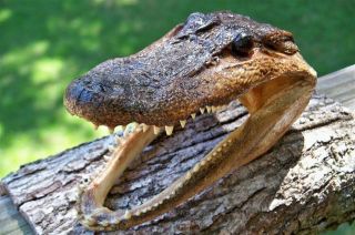 Gator Head 5 - 6 Inch Real Alligator Head Authentic Cajun Crocodile Sharp Florida