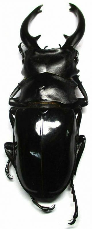 n001 Lucanidae: Odontolabis intermedius male 96mm 4