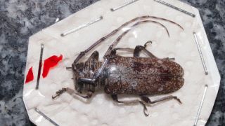 A Interesting Cerambycidae From Ethiopia