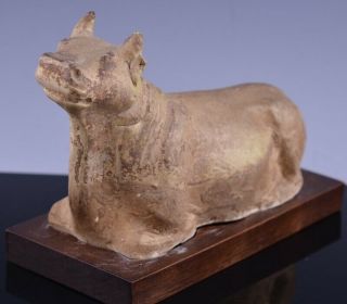 Great Chinese Tang Dynasty (618 - 905bc) Yellow Glazed Recumbent Cow Bull Figure