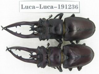 Beetle.  Lucanus Sp.  China,  Guangxi,  Baise,  Mt.  Laoshan.  2m.  191236.