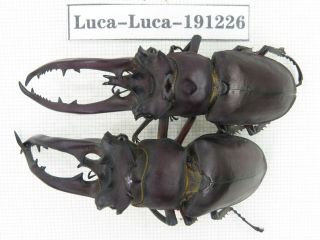 Beetle.  Lucanus Sp.  China,  Guangxi,  Baise,  Mt.  Laoshan.  2m.  191226.