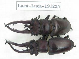 Beetle.  Lucanus Sp.  China,  Guangxi,  Baise,  Mt.  Laoshan.  2m.  191225.