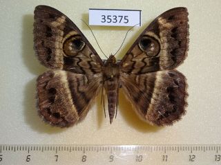 35375p Noctuidae Cyligramma Magus Madagascar
