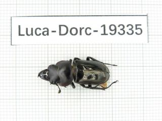Beetle.  Dorcus Sp.  China,  Tibet,  Motuo County.  1m.  19335.