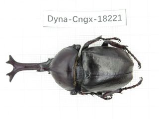 Beetle.  Trypoxylus Sp.  China,  Guangxi,  Mt.  Damingshan.  1m.  18221.