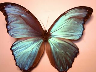 Real Butterfly/insect Set/spread.  B4987 Large Blue Morpho Didius Lima 14.  5 Cm