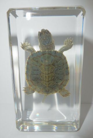 Red - Eared Slider Turtle In 73x40x20 Mm Clear Paperweight Education Specimen