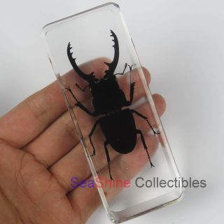 Real Insect Specimen - Longhorn Black Stag Beetle (prosopocoilus Confucius) 110mm