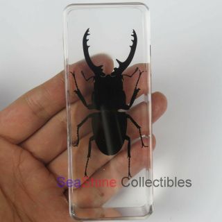 Real Insect Specimen - Longhorn Black Stag Beetle (Prosopocoilus confucius) 110mm 2
