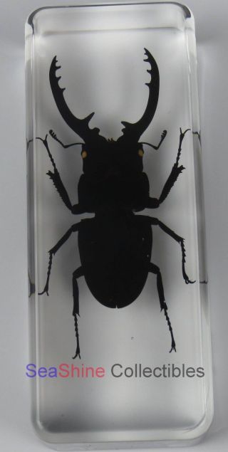 Real Insect Specimen - Longhorn Black Stag Beetle (Prosopocoilus confucius) 110mm 3