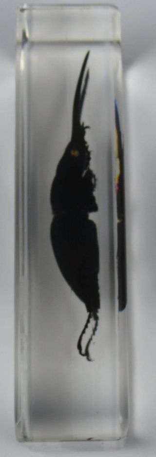 Real Insect Specimen - Longhorn Black Stag Beetle (Prosopocoilus confucius) 110mm 4