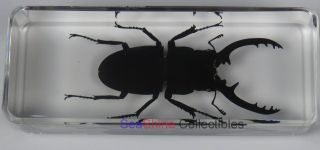 Real Insect Specimen - Longhorn Black Stag Beetle (Prosopocoilus confucius) 110mm 5