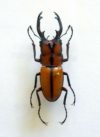 Rare Lucanidae: Prosopocoilus Kannegieteri M 36,  Mm,  Taman Negara,  Malaysia A1