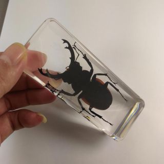 Real Insect Specimen Odontolabis Sinensis Beetle 110mm Polymer Resin Display