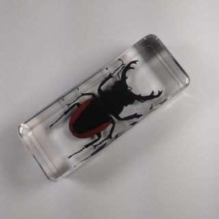 Real Insect Specimen Odontolabis Sinensis Beetle 110mm Polymer Resin Display 3