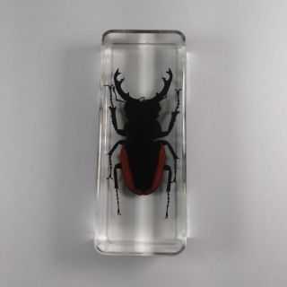 Real Insect Specimen Odontolabis Sinensis Beetle 110mm Polymer Resin Display 4