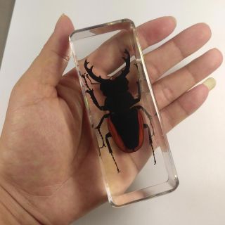 Real Insect Specimen Odontolabis Sinensis Beetle 110mm Polymer Resin Display 5