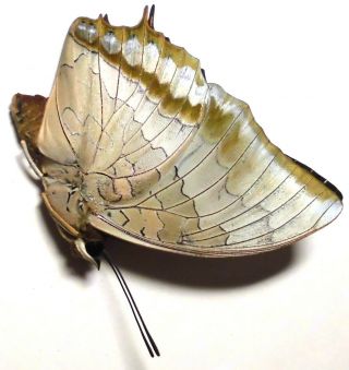 Charaxes plateni plateni female 40mm JU31 Nymphalidae Butterflies PALAWAN 2