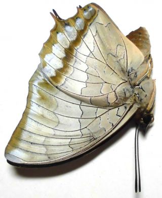 Charaxes plateni plateni female 40mm JU31 Nymphalidae Butterflies PALAWAN 3