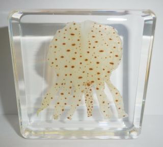 Sand Jellyfish Rhopilema Hispidum Clear Block Education Sea Animal Specimen