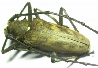 003 Cerambycidae: Batocera Numitor Palawanicola Male 39mm