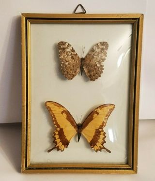 Vintage Real Butterflies Bronze Frame Made In Brazil