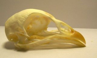 Farm Chicken (gallus Gallus Domesticus) Bird Skull Taxidermy Real