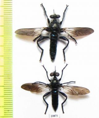 Diptera,  Asilidae Sp. ,  Pair,  Indonesia,  Moluccas Isls.
