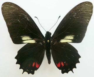 Papilio (mimoides) Xynias Trapeza Male From Talag,  Ecuador