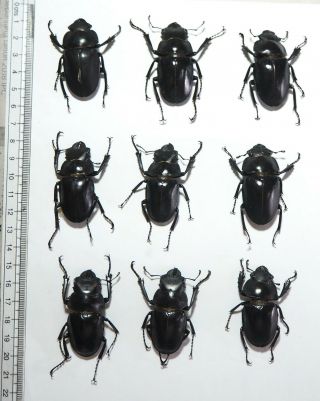 Lucanidae.  9 X Odontolabis Sp,  45mm.  Palu (19)
