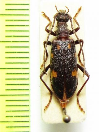 Cerambycidae,  Xylosteus Spinolae,  Female,  Slovakia
