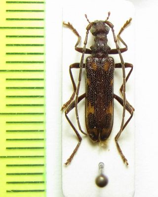 Cerambycidae,  Xylosteus Spinolae,  Male,  Slovakia