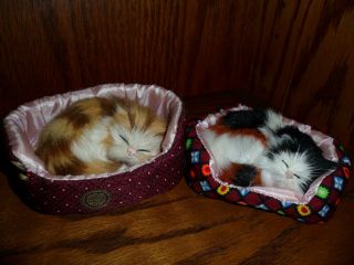 Two Miniture Cozie Kittens In Kitty Beds.  Very Cute