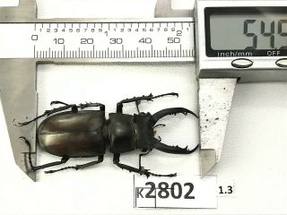 K2802 Unmounted Beetle Lucanus Dongi 54mm Vietnam Central