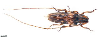 Coleoptera Cerambycidae Gen.  Sp.  Vietnam 12mm