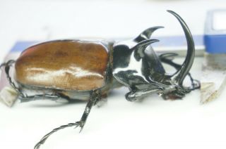 B19254 - Eupatorus Gracilicornis Ps.  Beetles,  Insects Ha Giang Vietnam
