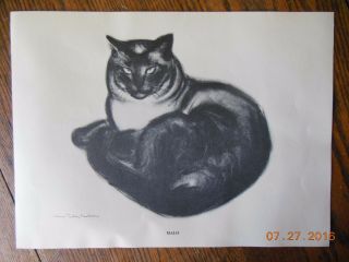 Malo Cat Drawing Newberry 1956 Ltd Print